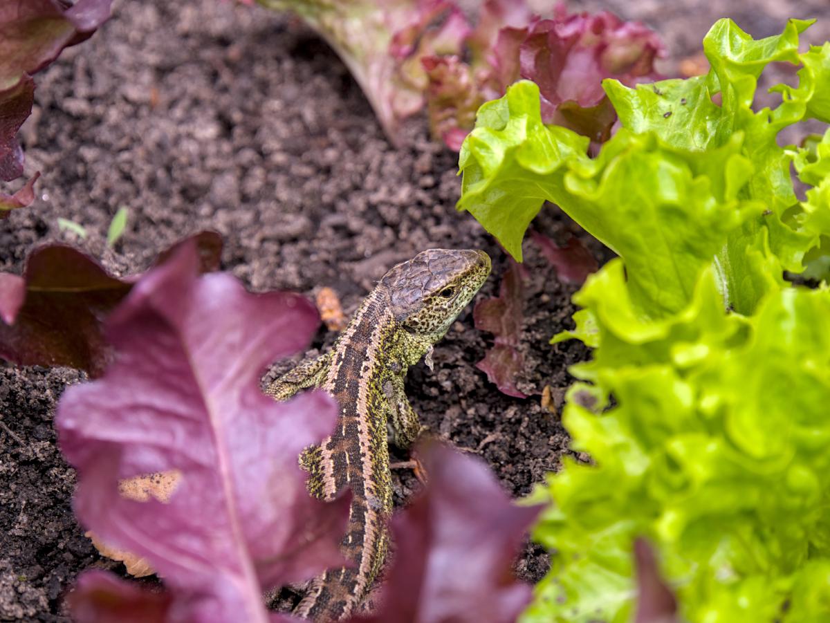 Eine Eidechse, die sich hinter Salat versteckt. Sie schaut nach rechts.