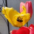 Inside the Fringe - Bee at Work in a Yellow Tulip