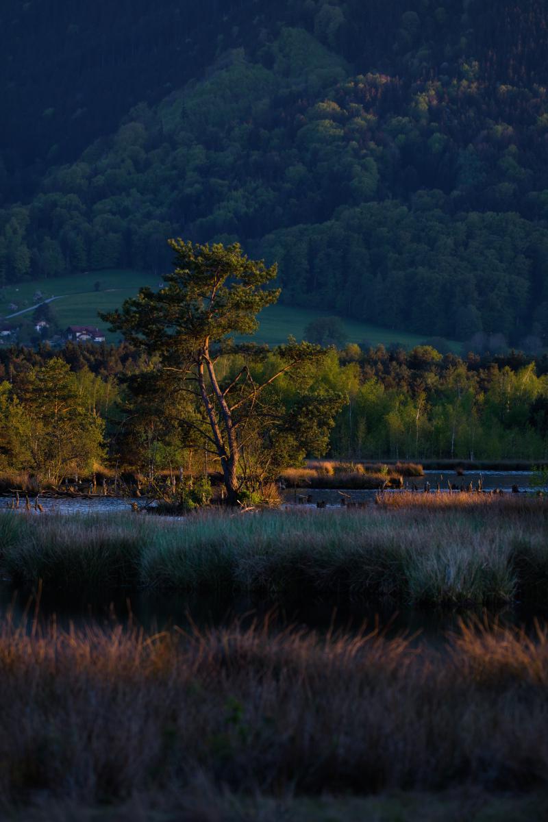 Eine einzelne Kiefer auf einer kleinen Insel mitten in einem Moor, beleuchtet von warmer, tief stehender Abendsonne. Dahinter stehen Schilfgräser, ein Streifen frischgrüner Wald und ein dunkler bewaldeter Hang, links einige Häuser auf einer sonnenbeschienenen Wiese.