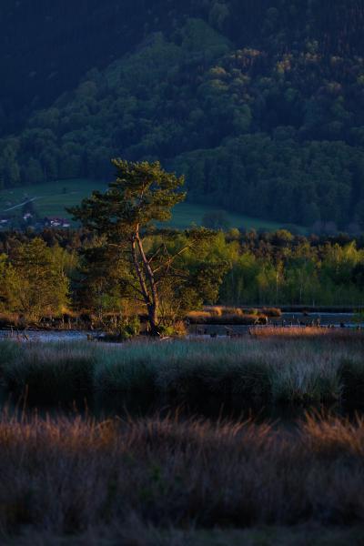 Eine einzelne Kiefer auf einer kleinen Insel mitten in einem Moor, beleuchtet von warmer, tief stehender Abendsonne. Dahinter stehen Schilfgräser, ein Streifen frischgrüner Wald und ein dunkler bewaldeter Hang, links einige Häuser auf einer sonnenbeschienenen Wiese.
