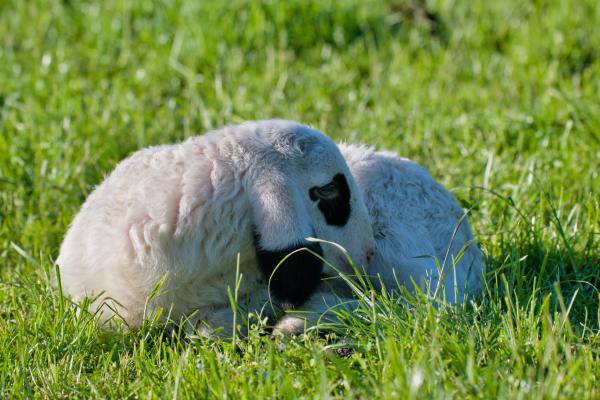 Ein flauschiges weißes Lamm mit einem schwarzen Fleck ums Auge und dunkler Schnauze liegt zusammengerollt da und döst in der hellen Nachmittagssonne auf frischem grünem Gras.