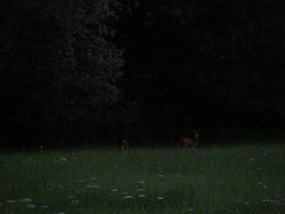 I kvällens sista ljus står ett rådjur och dess kid i kanten av en mörk skog, knappt synliga ovanför en äng med högt gräs och vita flockar.