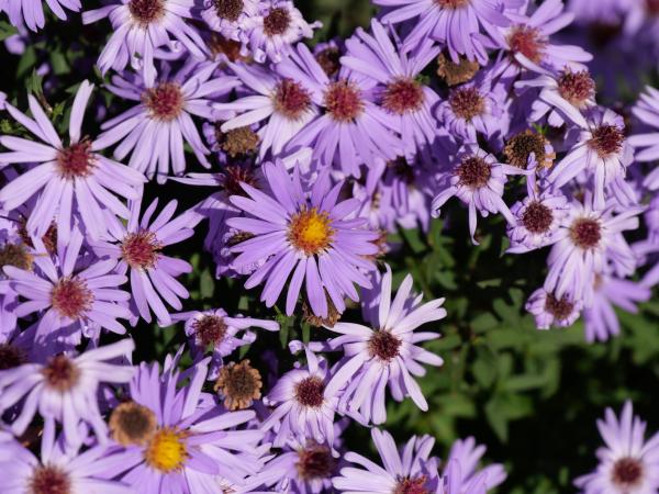 Eine Gruppe lila Asternblüten mit gelben Mitten, dicht gedrängt in einem Garten.