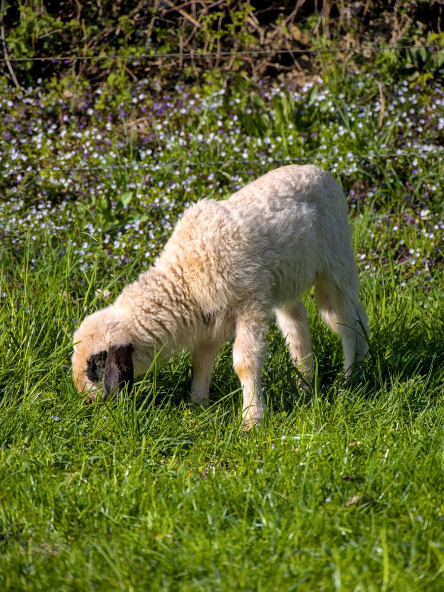 Ein Lamm im grünen Gras. Im Hintergrund sind einige Blumen.