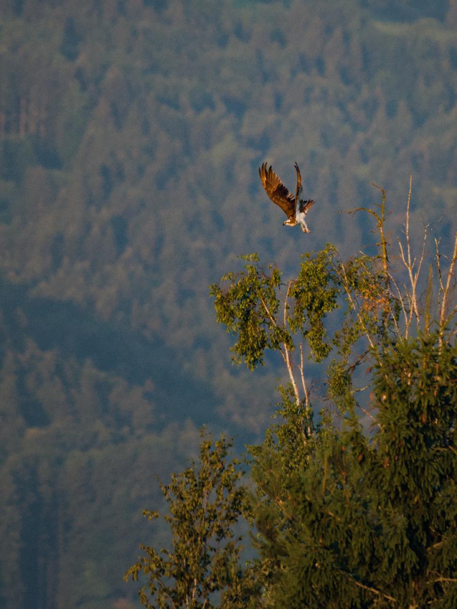 Ein Fischadler hebt von der kahlen Spitze einer Birke ab, die Flügel hoch über den Rücken erhoben und die Beine noch nachziehend, seine weiße Unterseite von der warmen frühen Morgensonne beleuchtet. Hinter ihm tritt ein dunstiger blaugrüner bewaldeter Berghang unscharf zurück.