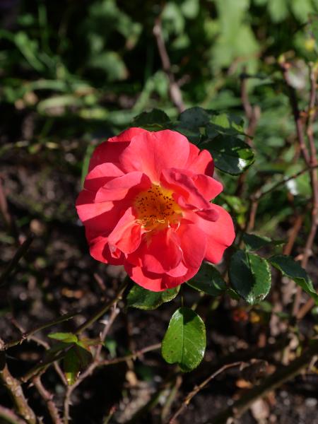 Eine einzelne rote Rose mit gelben Staubgefäßen, vom Sonnenlicht hervorgehoben, vor dem Hintergrund von Gartenblättern.