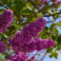 Lilac Season - Purple Panicles in the Spring Light