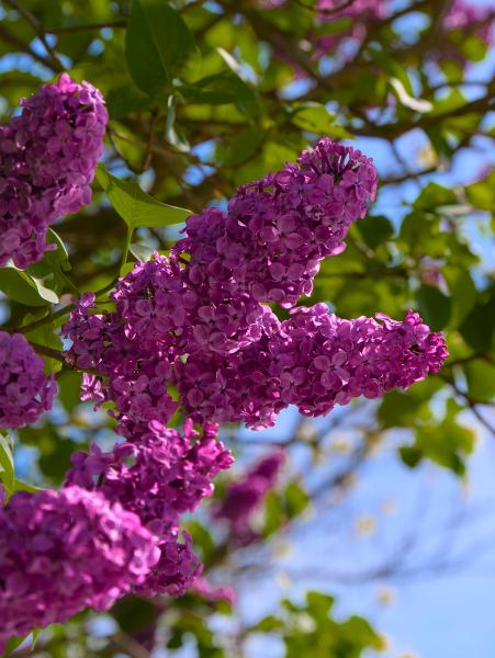 Rosafarbene Blüten in einem grünen Baum, mit einigen Ästen und blauem Himmel im Hintergrund.