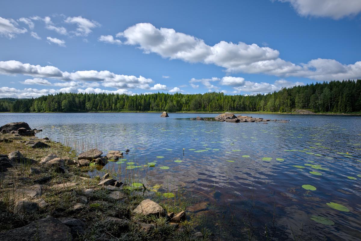 Einige Seerosen und Felsen in einem See. Um den See herum steht ein grüner Wald, und der Himmel ist blau mit einigen weißen Wolken. Das Wasser ist ruhig.