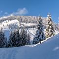 Loaded Branches - Fresh Snow on the Alpine Pasture