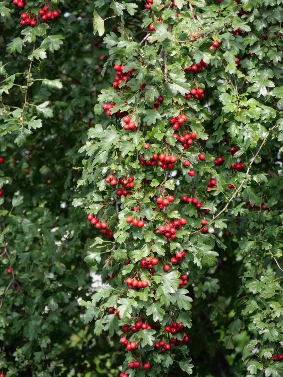 Ein Weißdorn hängt voller Büschel glänzend roter Beeren zwischen tiefgrünen, gelappten Blättern, die Zweige so schwer, dass sie sich biegen.