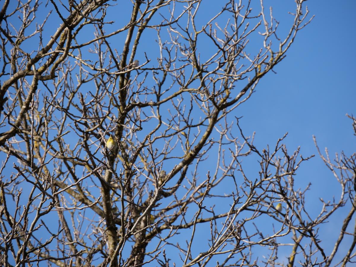 A small bird perched on the bare branches of a tree, with a clear blue sky in the background.