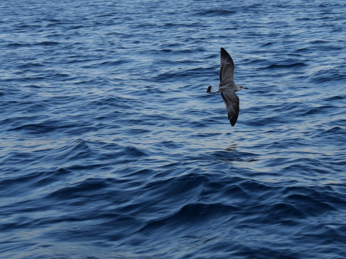 A seagull flying through the image and over the sea.