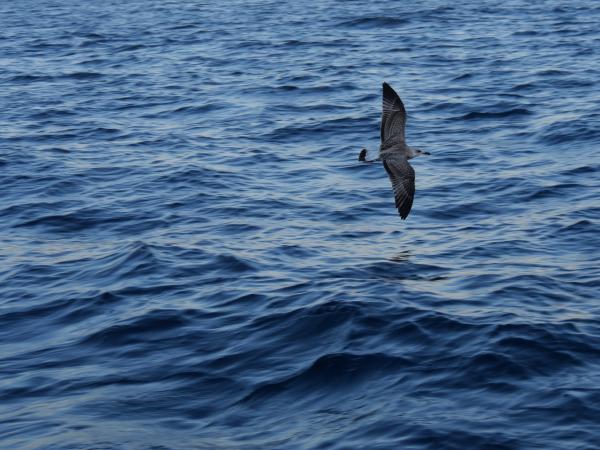 Eine Möwe, die durch das Bild und über das Meer fliegt.