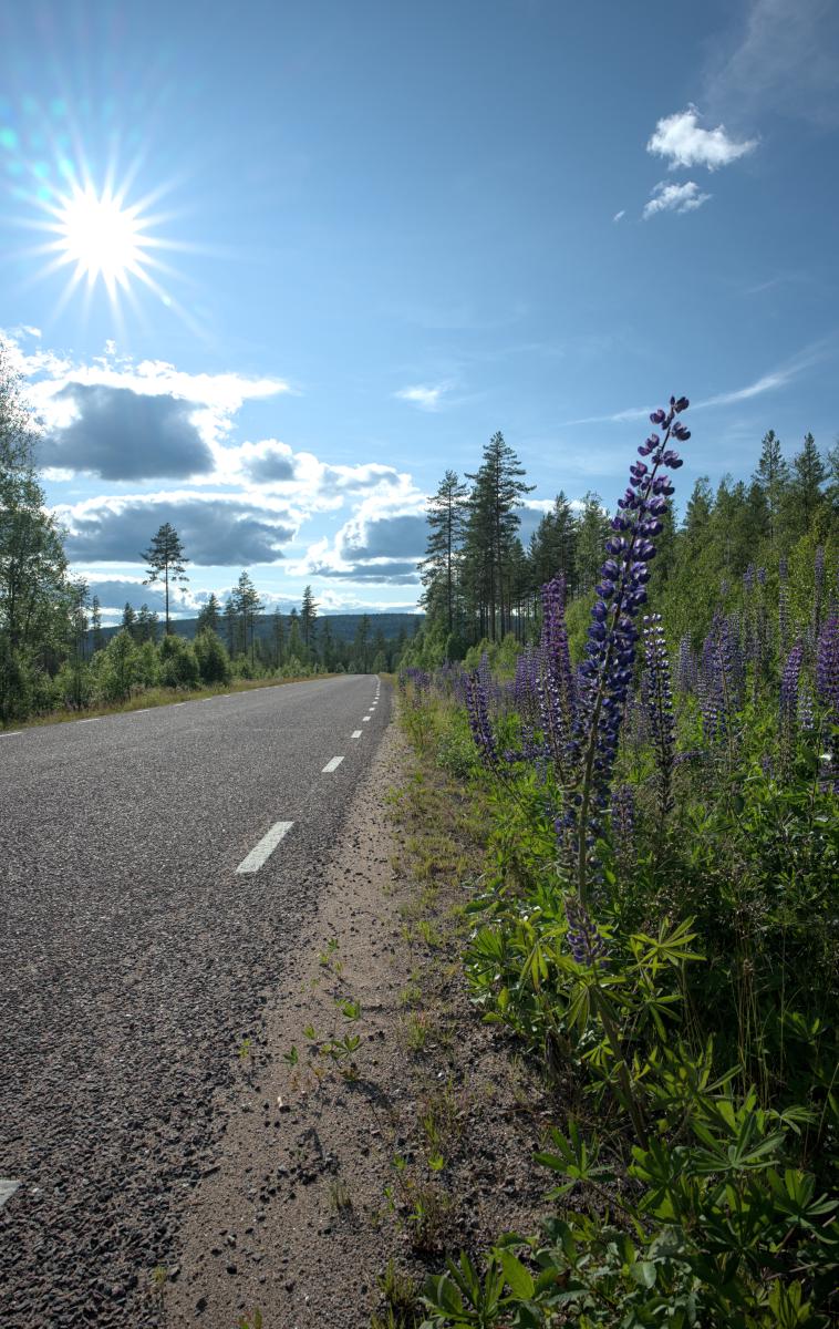 Zu sehen ist eine Straße in den schwedischen Wäldern. Rechts davon stehen einige lila Blumen. Im Hintergrund ist ein Hügel zu erkennen, und am Himmel sind ein paar Wolken und die Sonne.