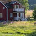 Lupins at the Door - A Red Farmhouse in Evening Light