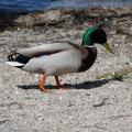 Mid Stride - Drake Mallard Walking the Gravel Shore