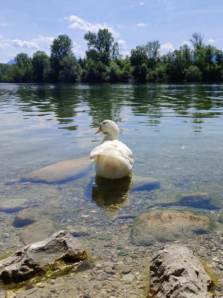 Eine weiße Ente auf dem Wasser, die nach links blickt, mit einer klaren Spiegelung im ruhigen Wasser.