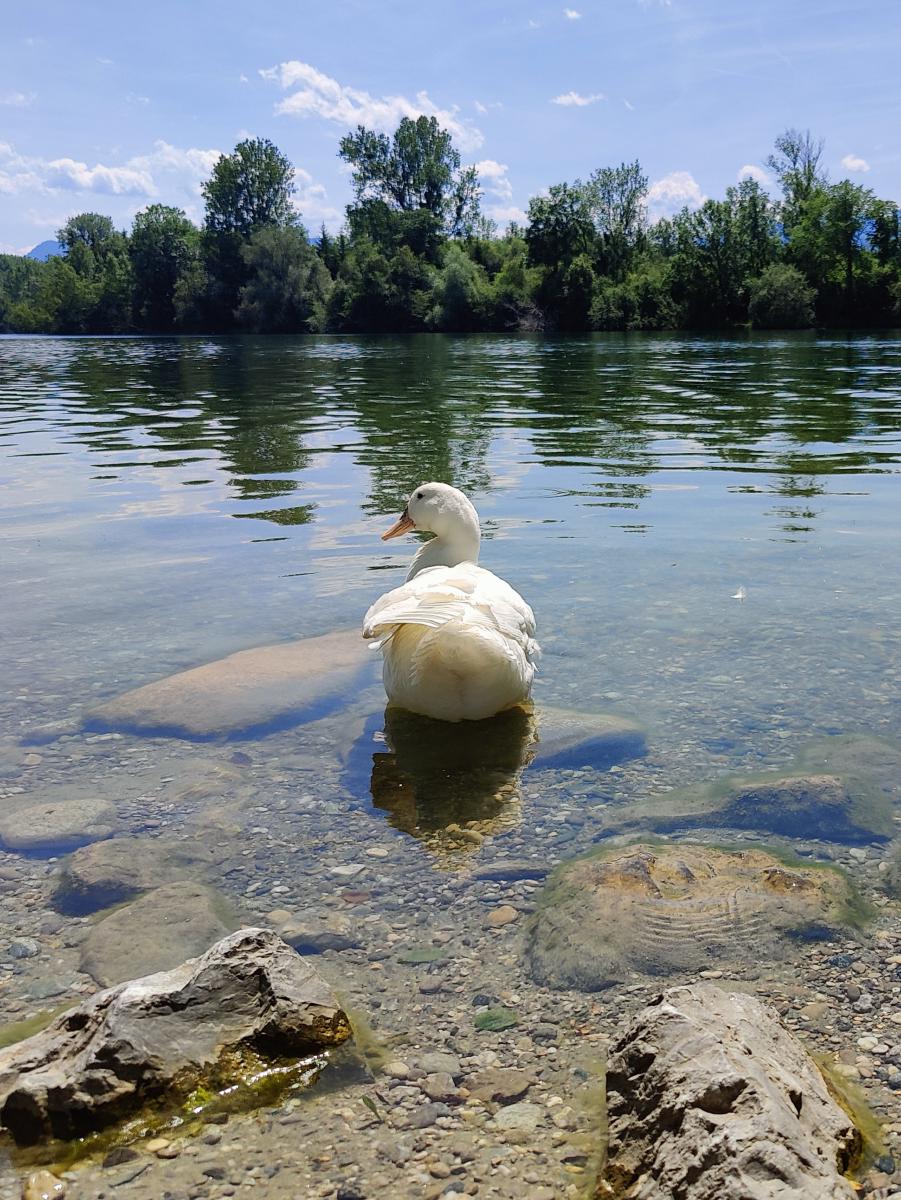 Eine weiße Ente auf dem Wasser, die nach links blickt, mit einer klaren Spiegelung im ruhigen Wasser.