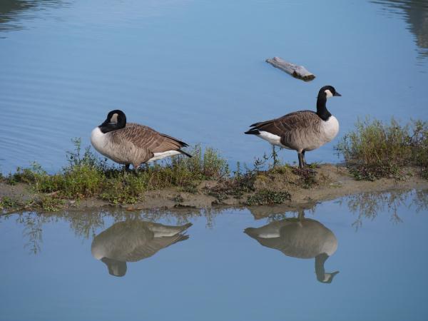 Ein paar Gänse, die auf einer kleinen Sandbank in einem Fluss sitzen.