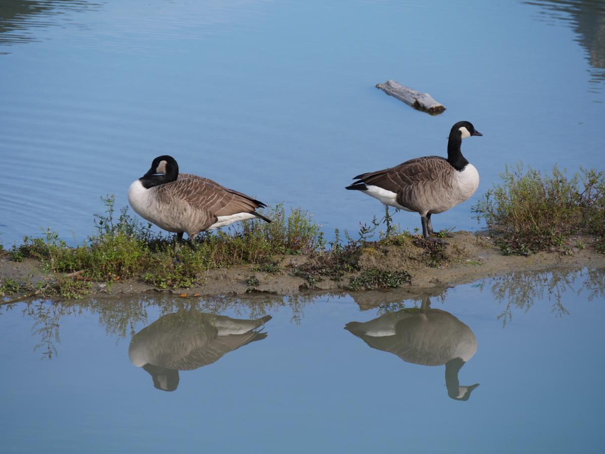 Ein paar Gänse, die auf einer kleinen Sandbank in einem Fluss sitzen.