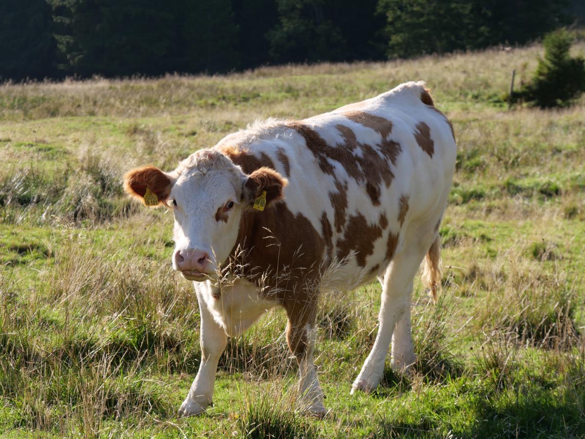 Eine braune Kuh in den bayerischen Alpen.