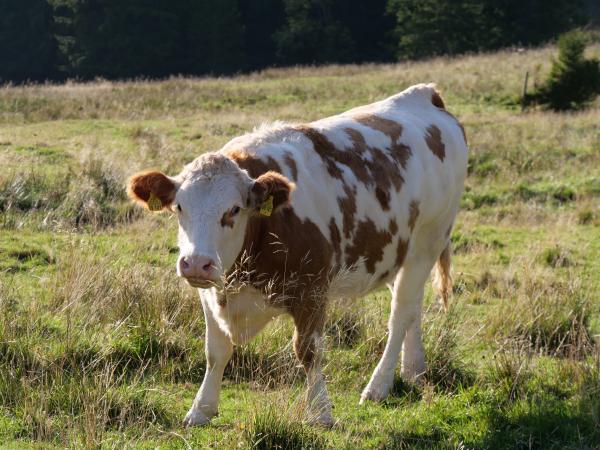 Eine braune Kuh in den bayerischen Alpen.