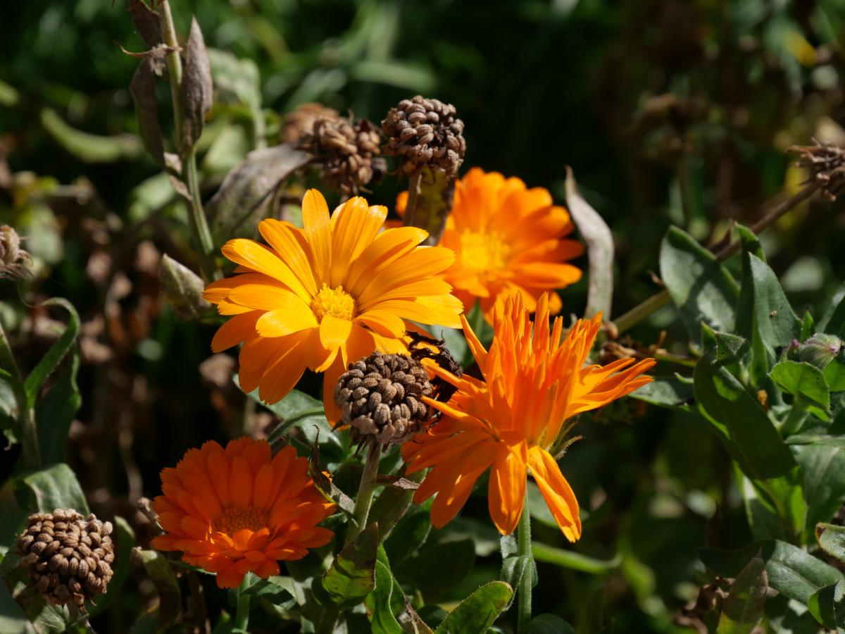 Eine Nahaufnahme verwelkter orangefarbener Ringelblumen zwischen frischen, leuchtenden Blüten, die den Kreislauf des Lebens in der Natur zeigt.