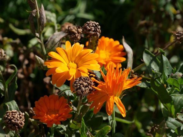 Eine Nahaufnahme verwelkter orangefarbener Ringelblumen zwischen frischen, leuchtenden Blüten, die den Kreislauf des Lebens in der Natur zeigt.