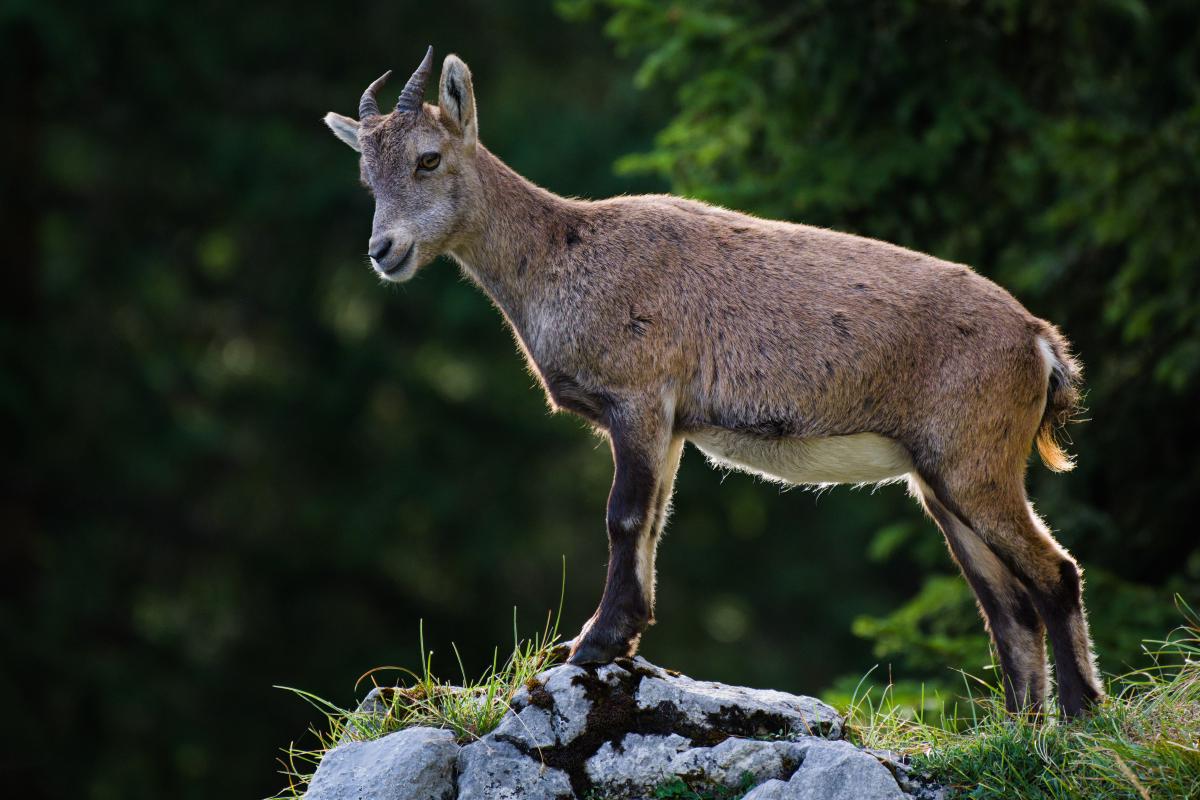Ein junger Alpensteinbock steht im Profil auf einem Kalksteinfelsen am Rand einer Klippe, den Kopf gedreht und gesenkt, während er den Hang hinabblickt. Warmes Nachmittagslicht fällt auf sein braunes Fell und die kurzen gebogenen Hörner; der Hintergrund ist dunkelgrüner Nadelwald, unscharf.