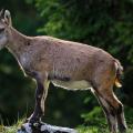 New Generation Rises - A Young Alpine Ibex on a Stone Above the Forest