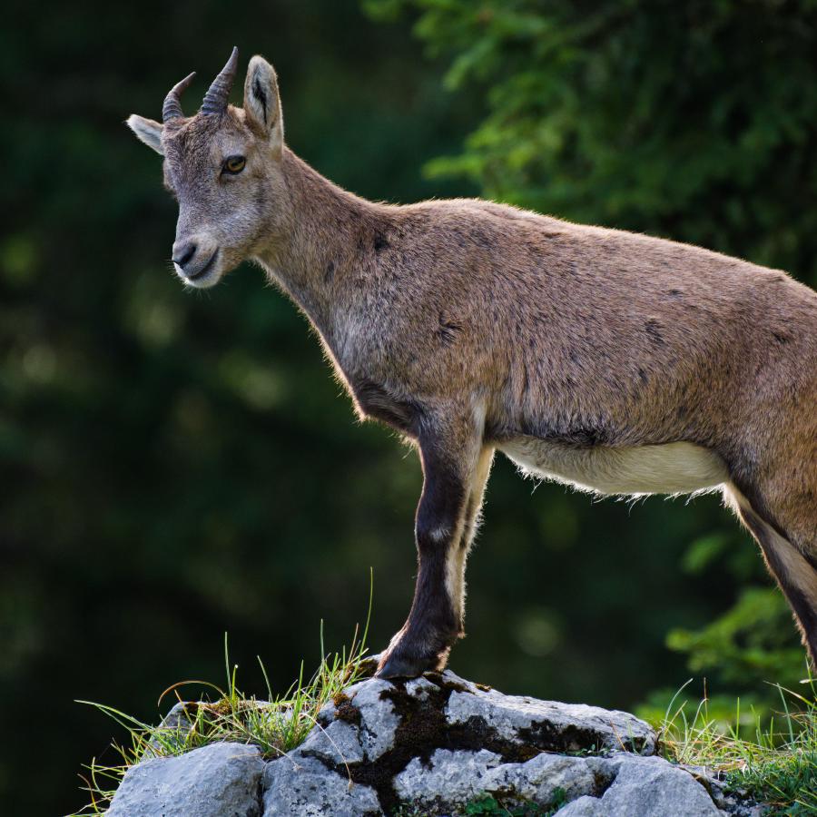 En ung alpstenbock står i profil på en kalkstensklippa vid kanten av ett stup, med huvudet vridet och sänkt medan den blickar nedför sluttningen. Varmt eftermiddagsljus faller på dess bruna päls och korta böjda horn; bakgrunden är mörkgrön barrskog, ur fokus.
