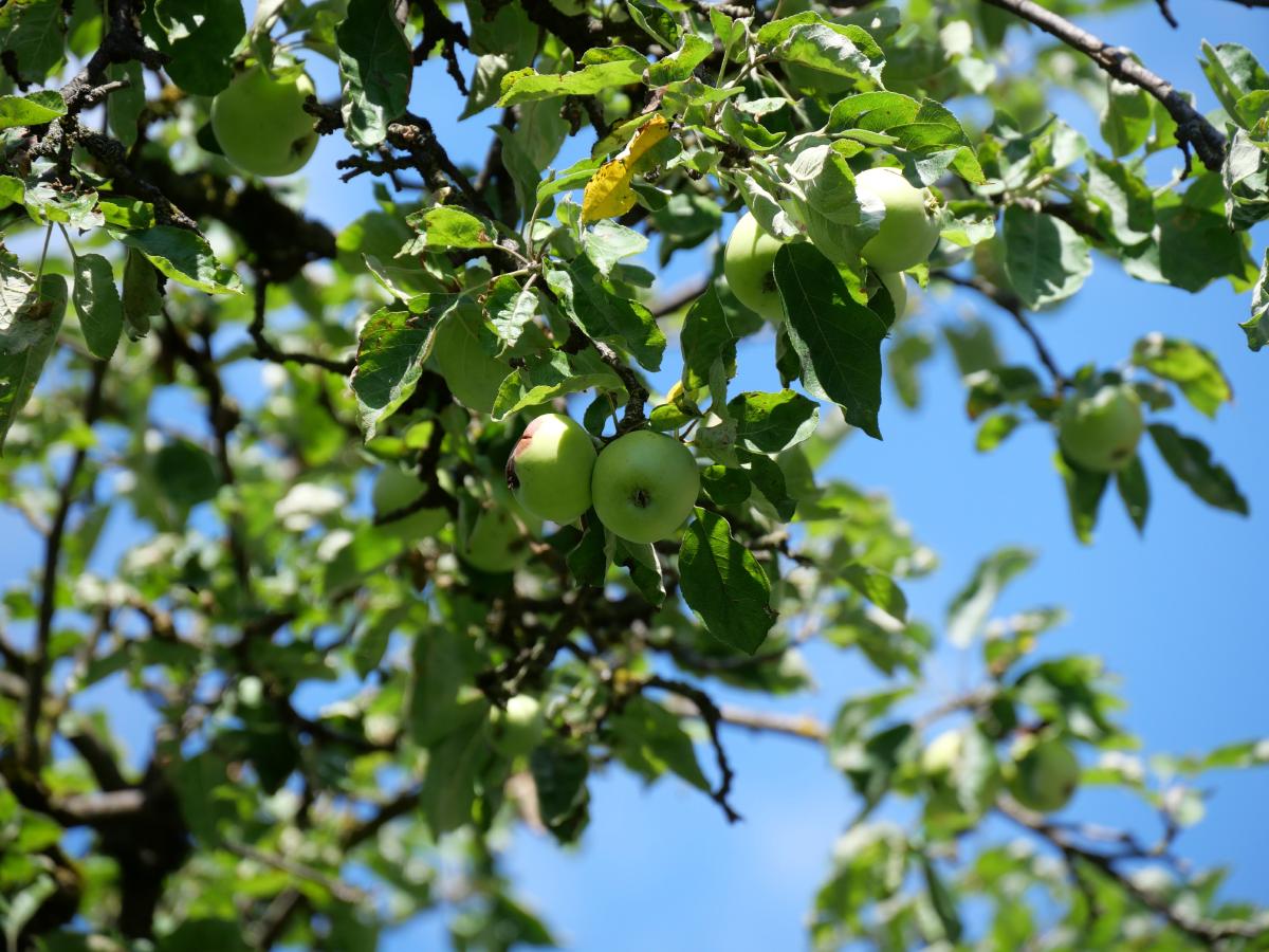 Grüne Äpfel, die an den Ästen eines Baumes mit üppigem Laub vor klarem blauem Himmel hängen.