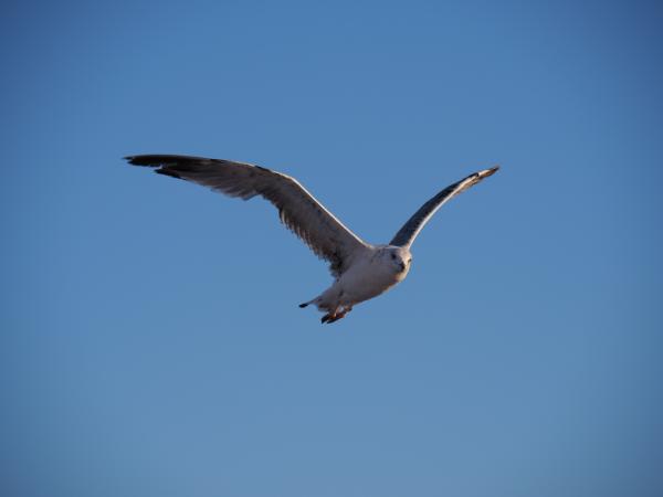 Eine Möwe mit grau-weißem Gefieder, die mit weit ausgebreiteten Flügeln am blauen Himmel schwebt.