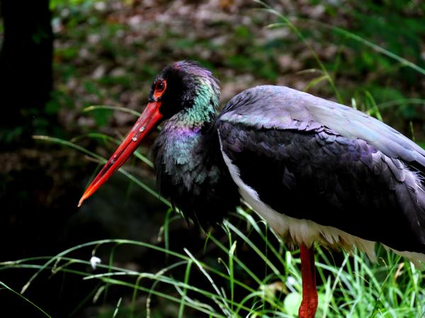 En svart stork står i högt gräs, sedd från sidan. Dess långa röda näbb och röda ben kontrasterar mot den grön- och lilaskimrande mörka fjäderdräkten och den vita buken.