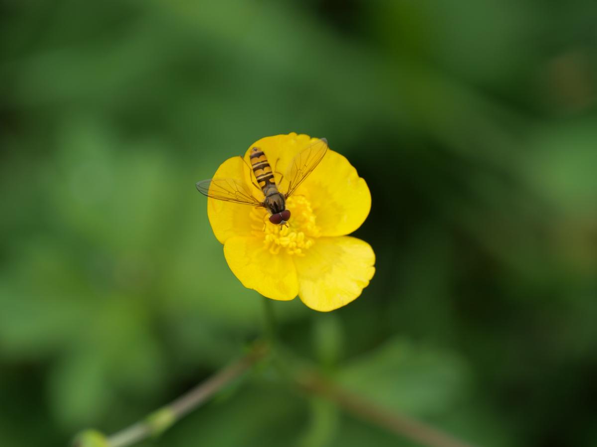 Ein kleines Insekt, das auf einer gelben Blume sitzt.