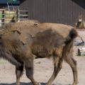 On the Move - Wisent Crossing the Sandy Yard