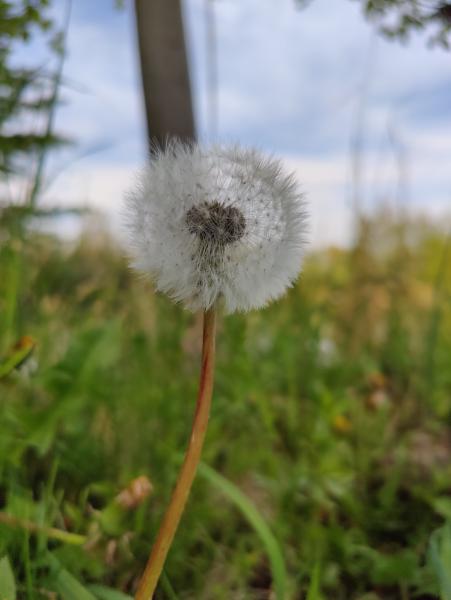 En ensam maskrosboll står på en lång böjd stjälk ovanför sommargräset, skarp mot en blek himmel och en suddig äng.