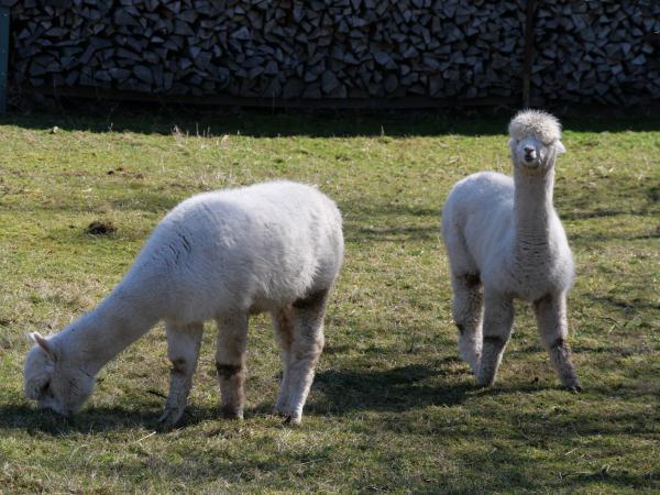 Zwei Alpakas auf einer Weide, von denen eines direkt in die Kamera blickt und sein flauschiges Fell und seine neugierige Art zeigt.