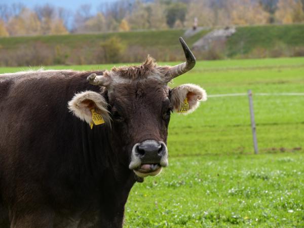Eine Kuh, die in die Nähe der Kamera blickt. Die Kuh ist dunkelbraun und hat Hörner.