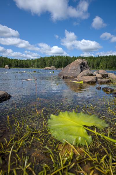 Zu sehen ist ein Seerosenblatt in einem See, in dem einige Steine / Felsen liegen. Im Hintergrund steht ein grüner Wald, und der Himmel ist blau mit Wolken.