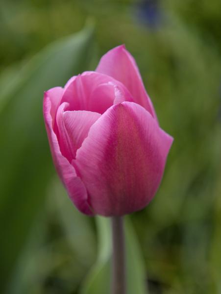 Foto einer rosa Tulpe vor grünem Hintergrund.