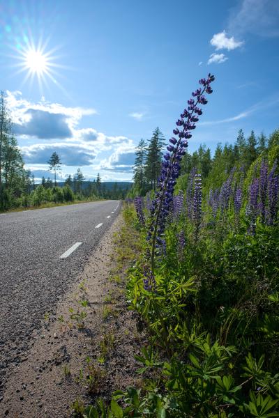 Eine Blume an einer schwedischen Straße, mit vielen Blumen daneben. Zu sehen sind der Wald rund um die Straße und ein Sonnenstern am Himmel.
