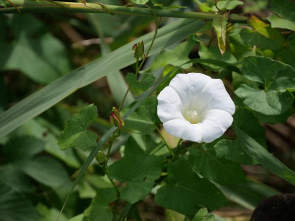 Eine einzelne weiße Blume, die sich vor einem dichten, satt grünen Hintergrund abhebt.