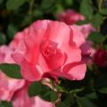 Opening in the Sun - A Pink Rose and Its Buds
