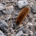 Orange Bristles - Hairy Caterpillar Crossing the Gravel