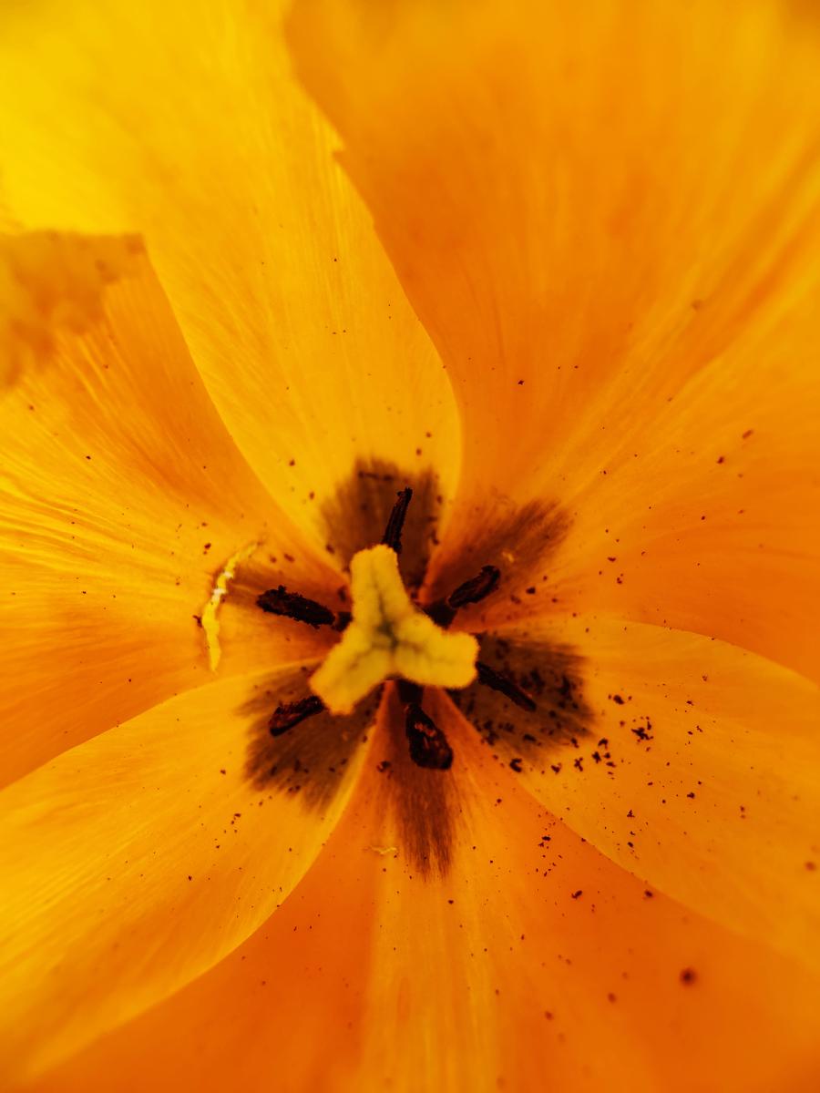 Nahaufnahme in das Innere einer leuchtend gelben Tulpe, die die inneren Details und Strukturen der Blüte hervorhebt.