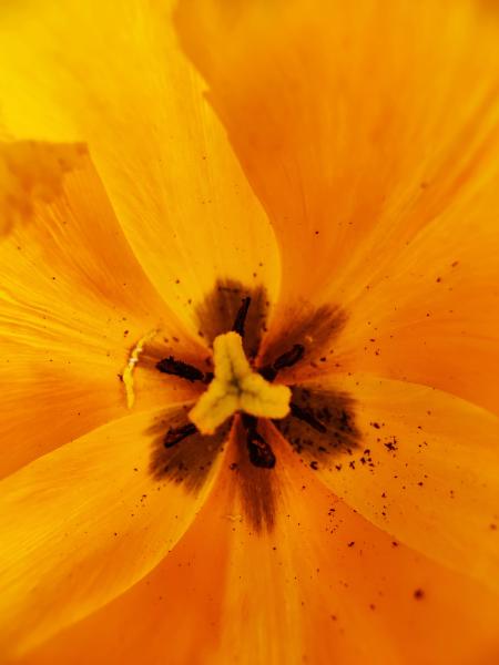 Nahaufnahme in das Innere einer leuchtend gelben Tulpe, die die inneren Details und Strukturen der Blüte hervorhebt.