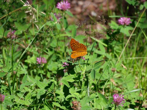 En orange silverstreckad pärlemorfjäril med svartprickiga vingar suger nektar på ett rosa klöverhuvud på en solig äng full av gräs och klöver.