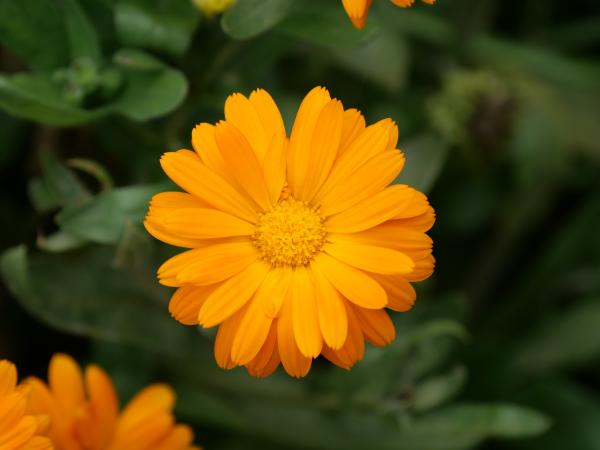 Leuchtend orangefarbene Ringelblumen mit strahlend gelber Mitte, umgeben von grünem Laub.